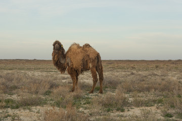 Camel walking on the dry steppe in Central Asia. Kazakhstan