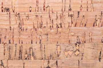 Cork background texture. Closeup of detail from natural oak cork surface used for trendy cork fashion. Beautiful cork backdrop.