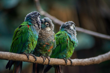 BIRDS SOCIALIZING