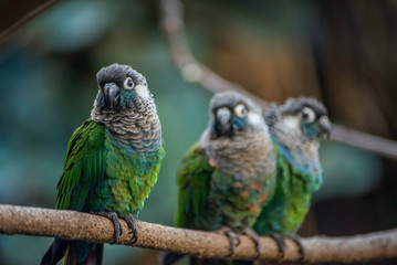 BIRDS PERCHED ON A BRANCH