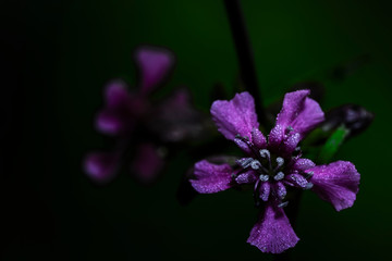 Fototapeta na wymiar Purple flower on black background.