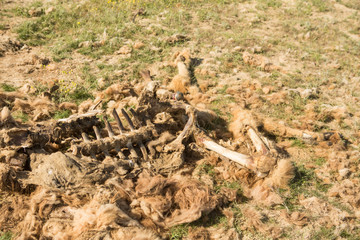 Dead camel in the steppe. Camel bones on the ground