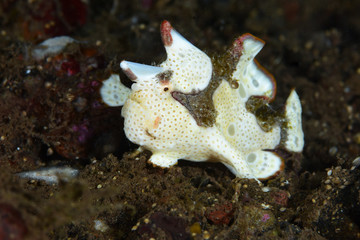 Amazing underwater world - Painted frogfish - Antennarius pictus. Tulamben, Bali, Indonesia.