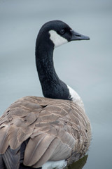 A CANADA GOOSE