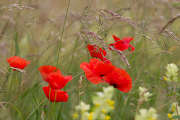 red poppy flowers in a field in front of a soft background in soft colors