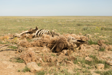 Dead camel in the steppe. Camel bones on the ground
