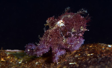 Amazing underwater world - hairy octopus. Diving, macro photography. Tulamben, Bali, Indonesia. 