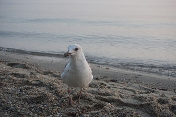 seagull on the beach