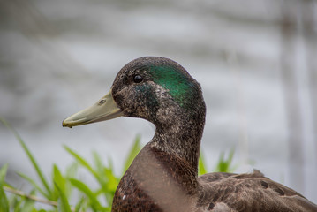 Obraz premium A DUCK BY THE WATER