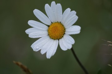 Marguerite