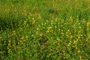 Gelbe Nutzpflanzen auf dem Acker