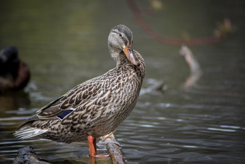 A DUCK