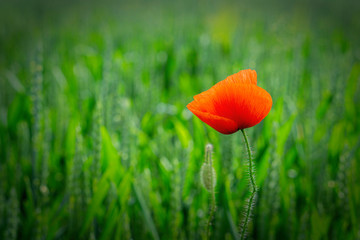 Lonely red poppy flower