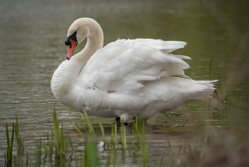 A GORGEOUS SWAN