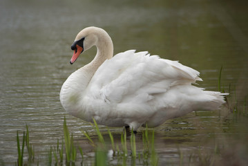 AN ADULT SWAN