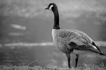 A CANADA GOOSE BY THE WATER IN BLACK AND WHITE