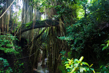 Ubud Monkey Forest sanctuary at Bali, Indonesia
