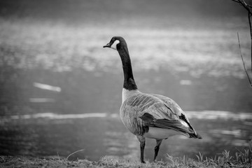 A CANADA GOOSE IN BLACK AND WHITE