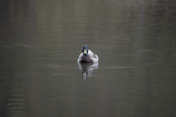 DUCK IN WATER