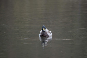 DUCK IN WATER
