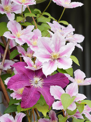 Fototapeta premium Clematis xJackmanii rubra - Clématites de Jackmann ou Clématites à grandes fleurs
