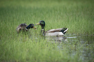 DUCKS IN WET GRASS