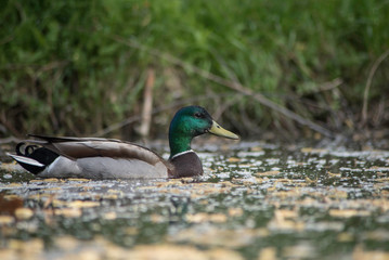 DUCK IN A POND