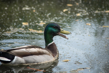 DUCK IN A POND