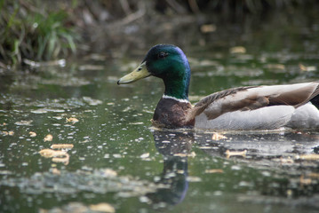 DUCK IN A POND