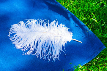  White ostrich feather on a blue background and green grass.