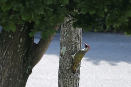 Pivert