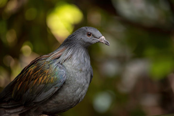 BEAUTIFUL EXOTIC BIRD