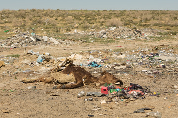 Dead cow in a landfill lying on the ground.