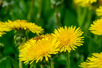 bee on a yellow dandelion