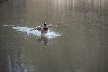 DUCK COMING IN FOR A LANDING ON WATER