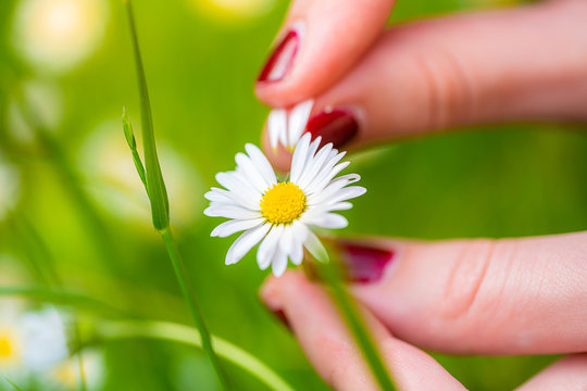 plucking flower petals of a daisy with fingers