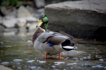 COLOURFUL DUCK