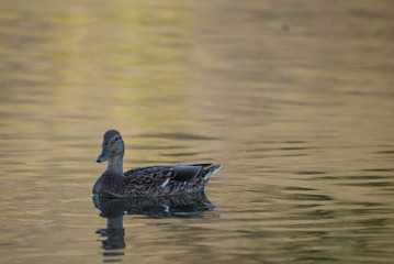 DUCK IN A POND