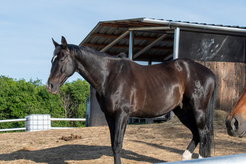Schwarze Stute am Stall