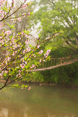 Blooming cherry blossom trees on the riverbank.
