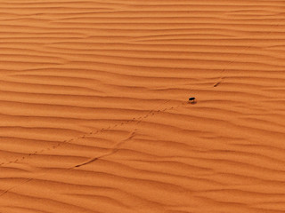 Desert beetle walking on the sand and leaving footprints. Desert Erg Chebbi, Merzouga, Sahara, Morocco.