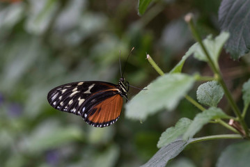 BUTTERFLY UP CLOSE IN A GARDEN