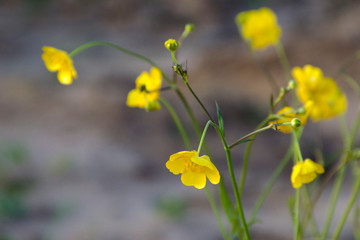 Close-up of the flowers of a yellow buttercup