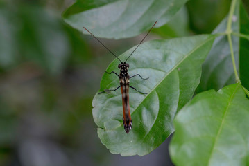 BUTTERFLY IN A GARDEN