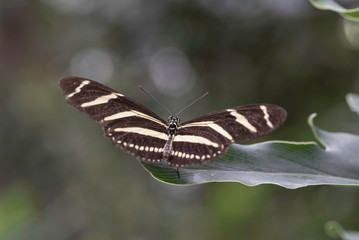 STRIPED BUTTERFLY