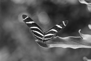 BLACK AND WHITE IMAGE OF A BUTTERFLY
