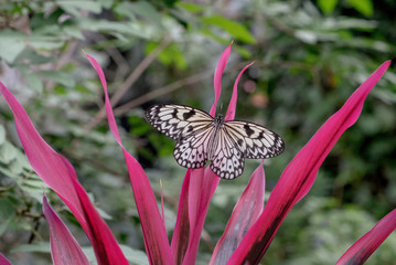 BUTTERFLY IN A GARDEN