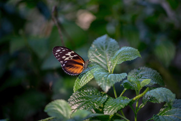 BUTTERFLY IN A GARDEN