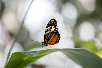 BUTTERFLY AND BOKEH