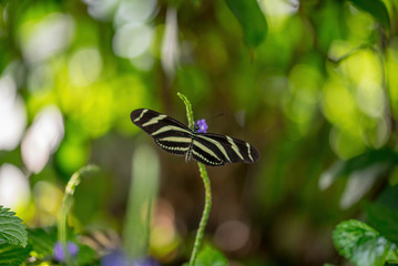 BUTTERFLY UP CLOSE 